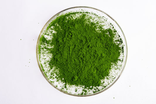 Algae Concentrate Nannochloropsis image 0